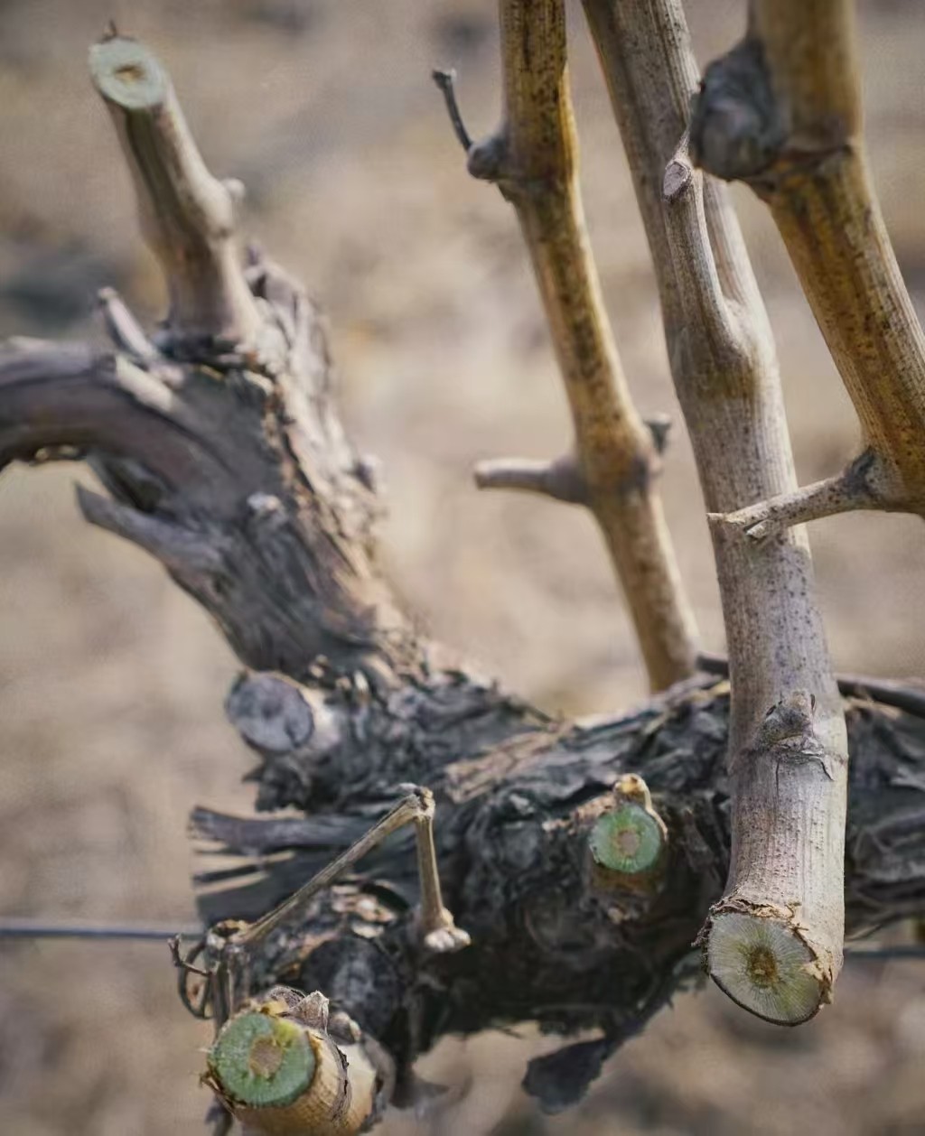 17398705733539.jpg 559451336286200043.jpg